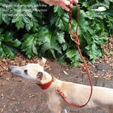 Braided Double Ended Walk Tether Dog Lead - Handmade Leather & Solid Brass